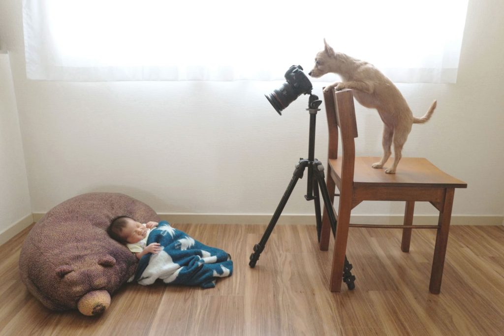 寝ている赤ちゃんの写真を撮るポーズをする小型犬