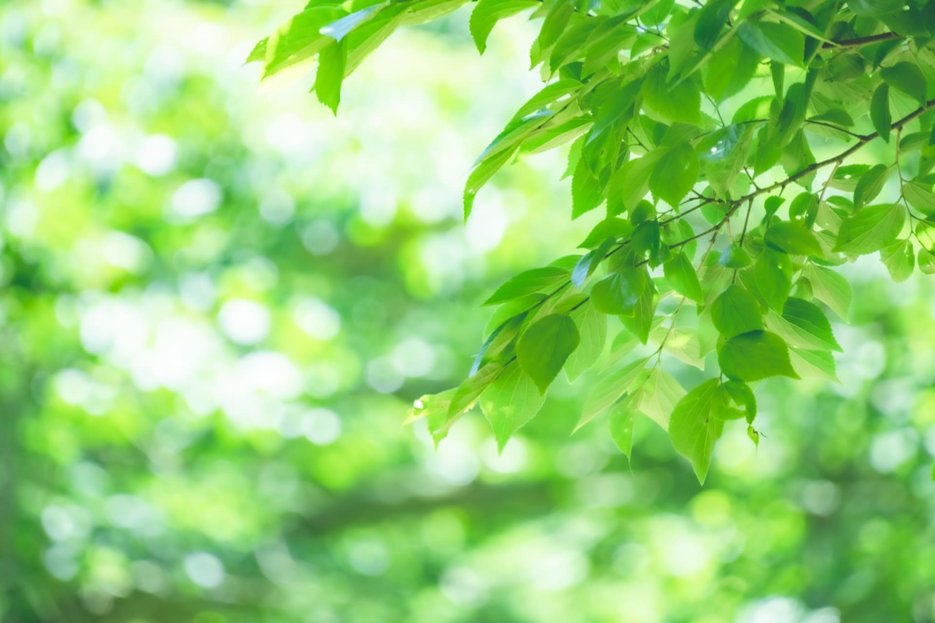 キラキラ輝く新緑の森