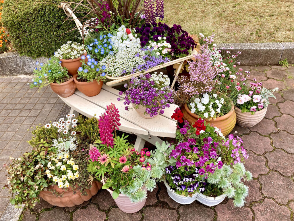 植木鉢の花