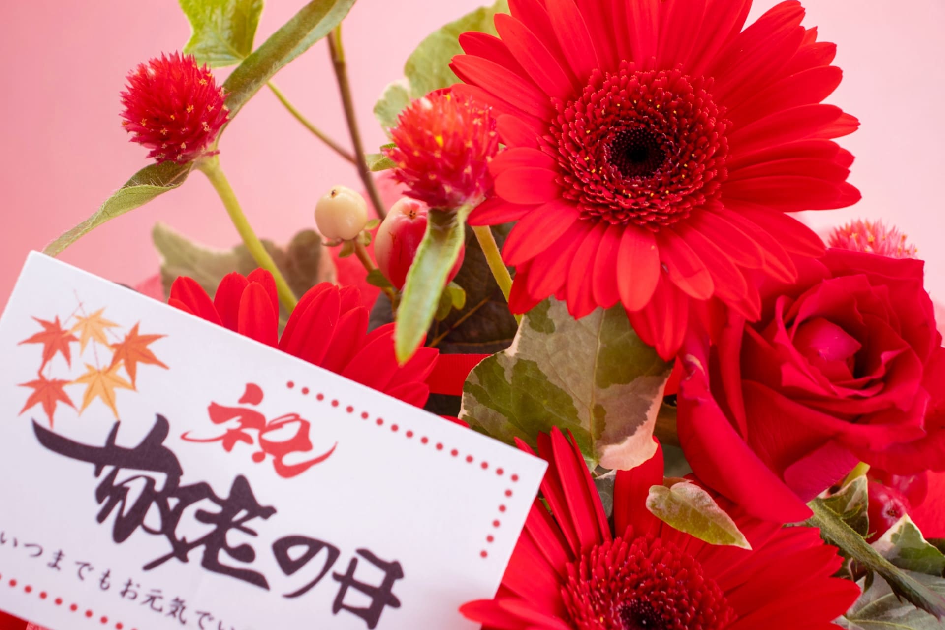 敬老の日 赤いガーベラ