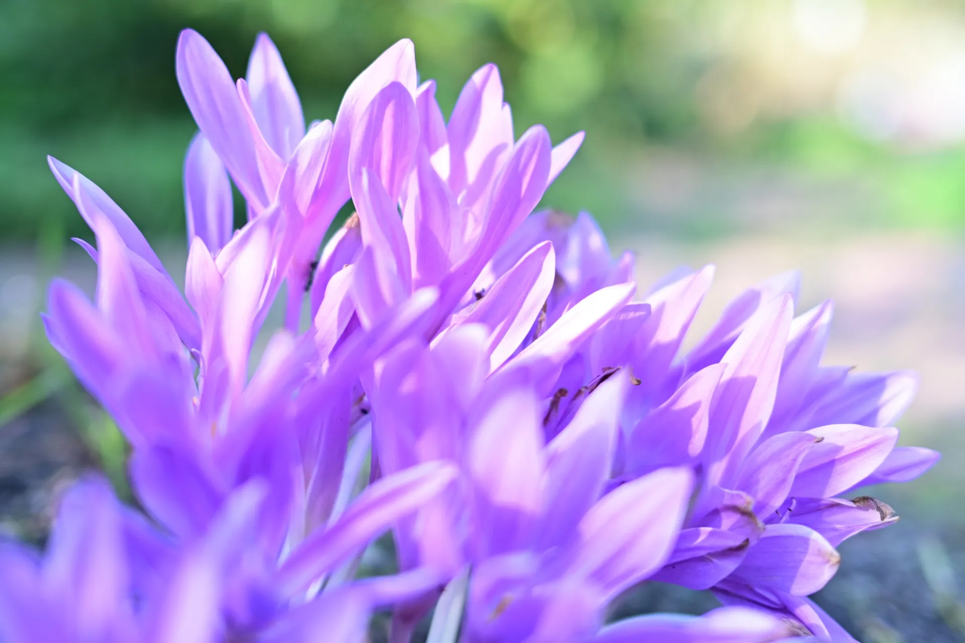 紫のイヌサフランの花