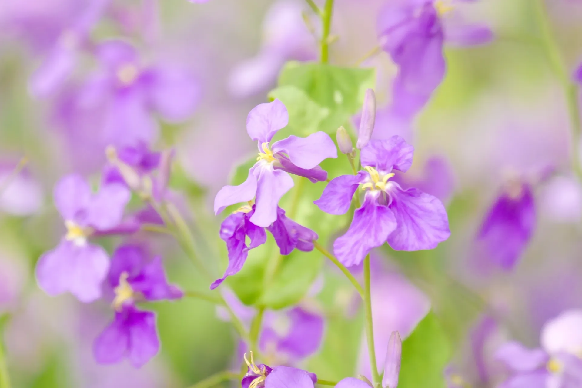 春の野草　ショカツサイ