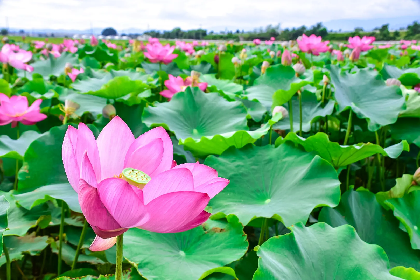 蓮の花