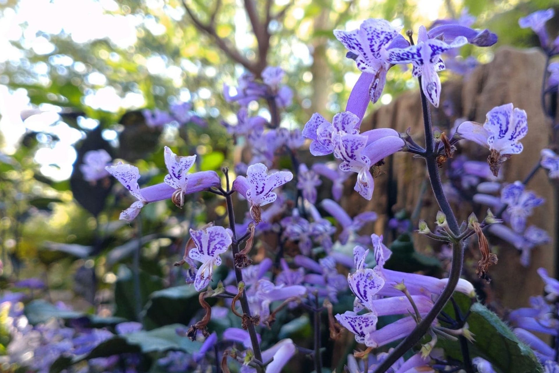 プレクトランサスの花