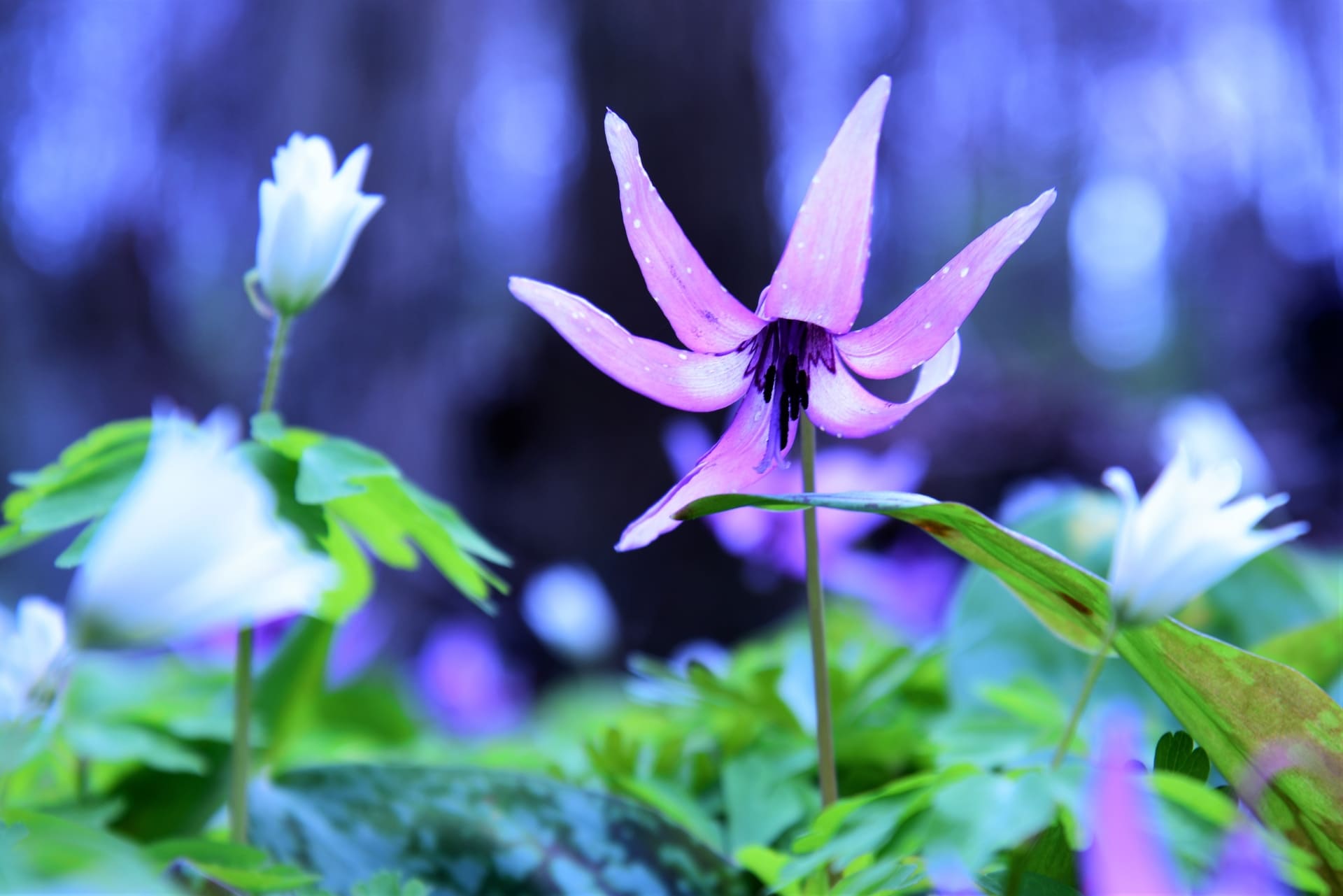 可憐なカタクリの花