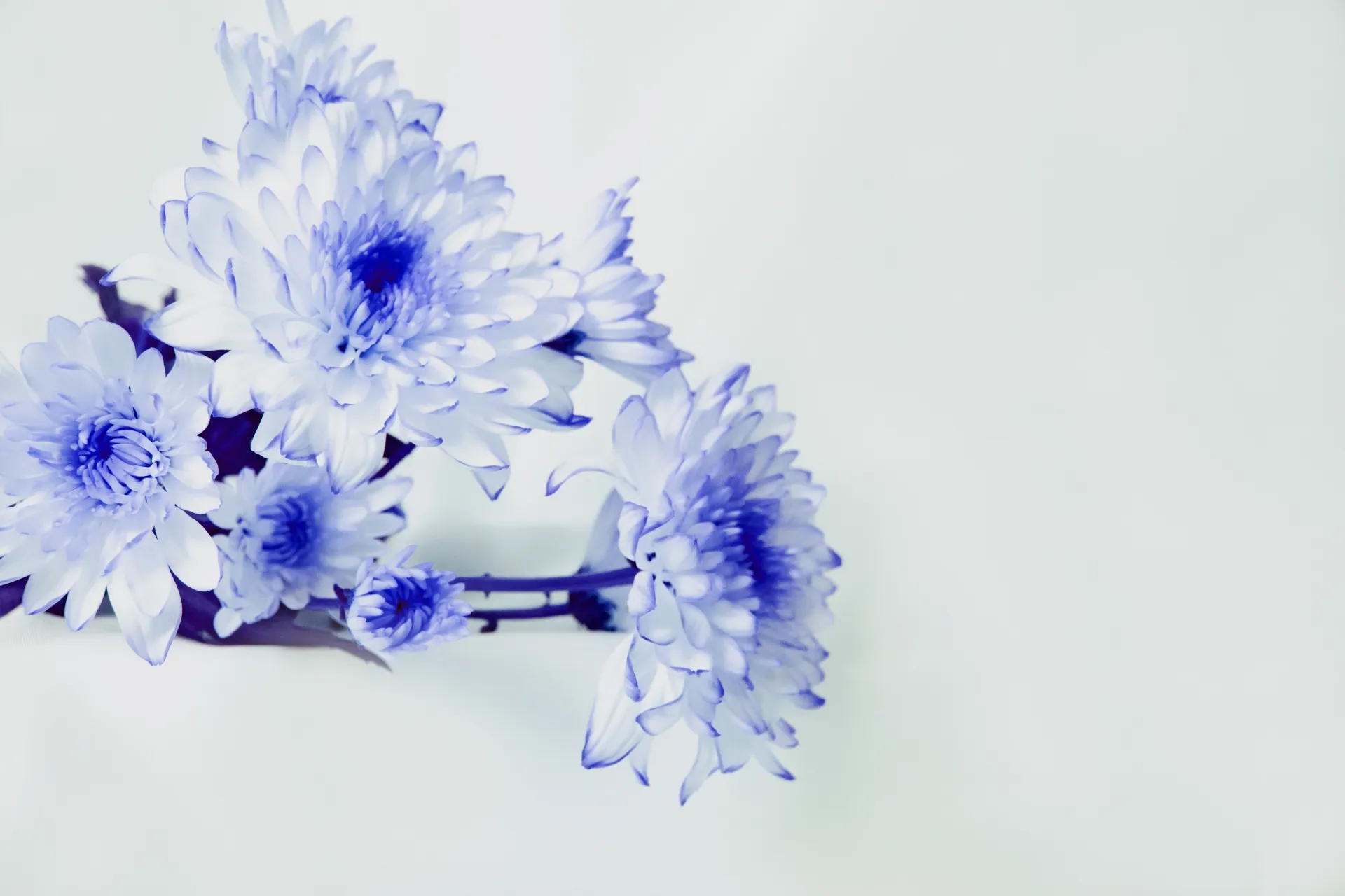 かわいい青いマムの花