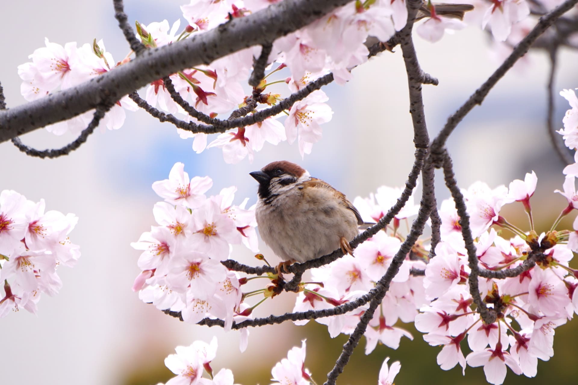 桜とスズメ