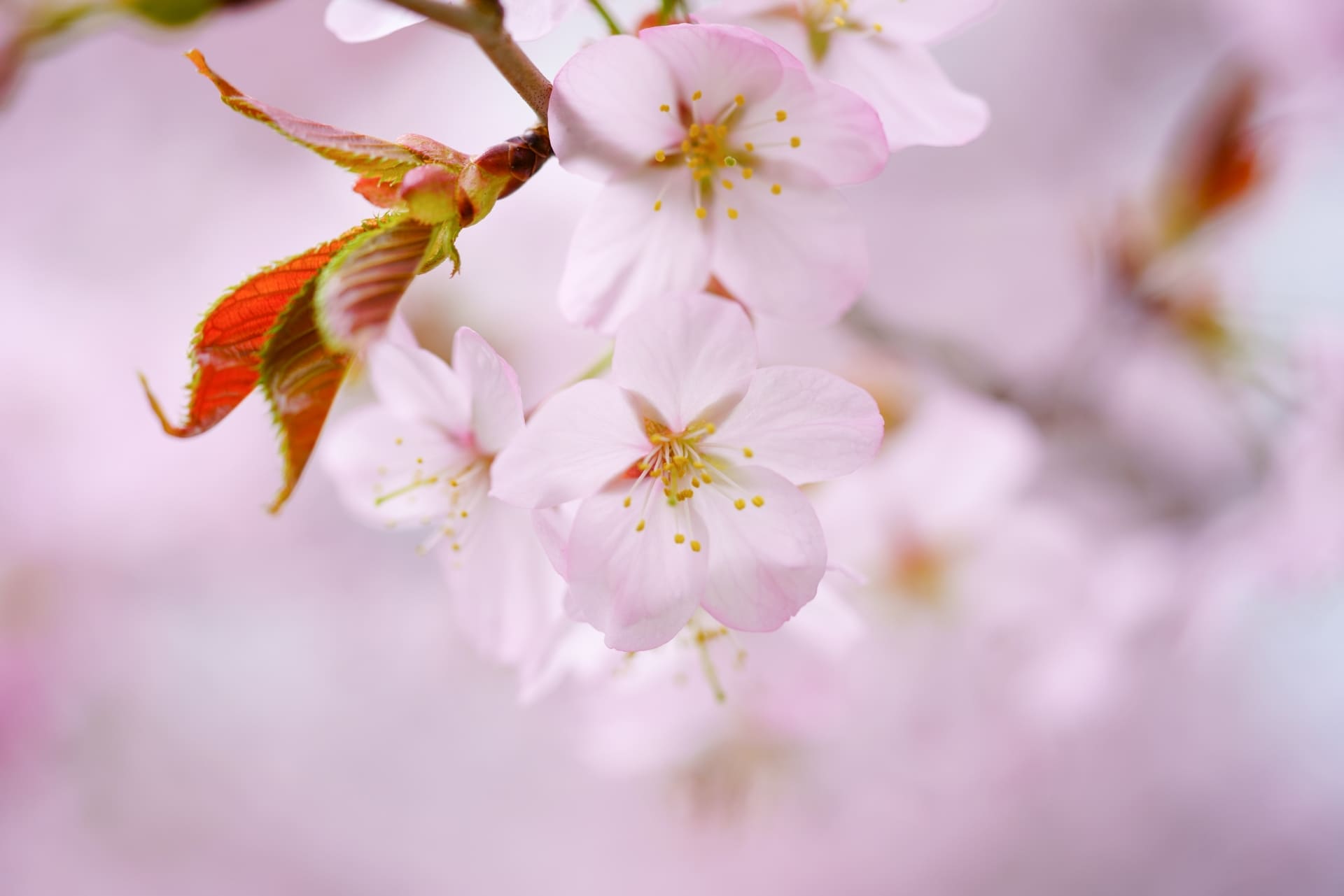 桜2