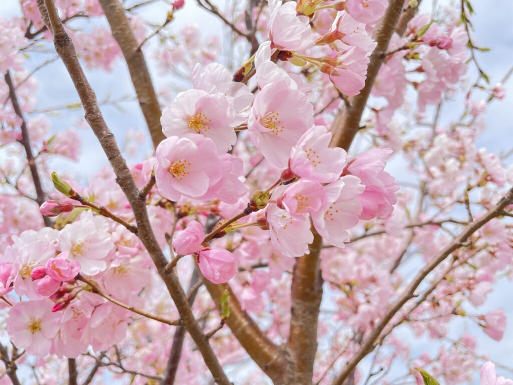 桜の木